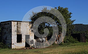 Two white horses stand outside an old stable
