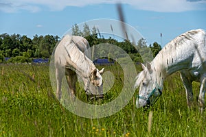Two white horses are standing in a pasture and eating fresh grass