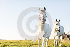 Two white horses on the green grass field.