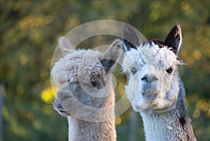 Two white Huacaya alpaca looking at the photographer in the field.