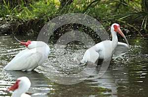 Two white ibis bathing and splashing in pond, Fort Desoto, Flori