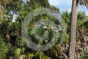 Two white ibis flying in central Florida.