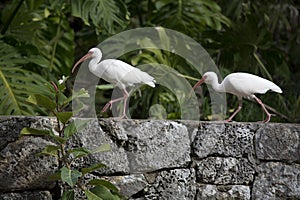 Two White Ibises Walk Along a Coral Rock Wall in Florida