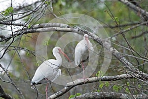 Two White Ibises in a Tree
