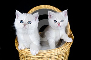 Two white kittens in basket on black background