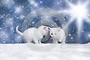 Two White Kittens in Christmas Winter Setting