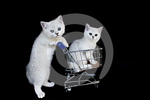 Two white kittens with shopping cart on black