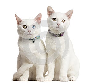 Two White kittens siting photo