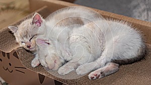 two white kittens sleeping hugging each other