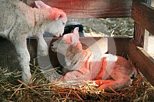 two white lambs under heat lamp in barn of organic farm in holland