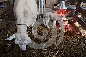 Two white lambs under heat lamp in barn of organic farm in holland with ewe on straw