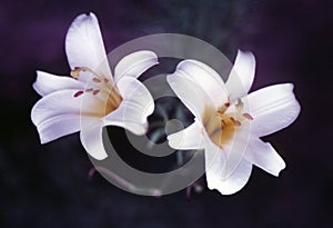 Two White Lilies