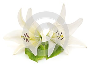 Two white lilies.