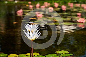 Two white lilies flowers on a lake