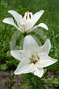 Two white lilies. Madonna lily.