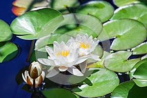 Two white lilies  and one flower bud blossom on blue water and green leaves background close up, three beautiful waterlilies