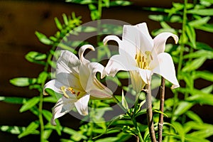 Two white lilies in a rustic garden