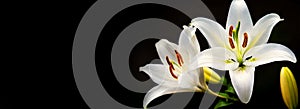 Two White Lily Flowers on Black Background with Copy Space - Generative Ai