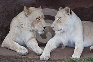Two white lionesses