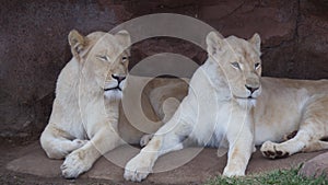 Two white lionesses photo
