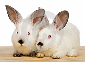 Two white little rabbits