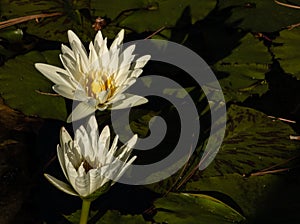 Two white lotus blossoms rising up out of pond of lily pads, calm serene background, meditation wellness harmony spirituality and