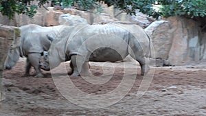Two white Male Rhino With Large Horns are fighting.