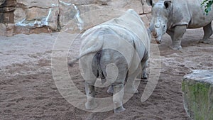 Two white Male Rhino With Large Horns are fighting.