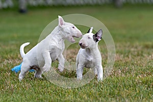 Two white mini bull terrier puppies playing