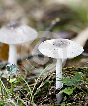 Two White Mushrooms