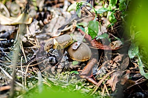 Two white mushrooms in dry foliage.