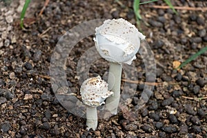 Two white mushrooms in feces