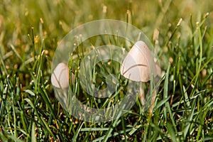 Two white mushrooms in the fresh green grass