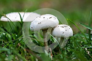 Two white mushrooms among grass