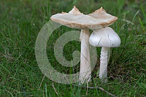 Two white mushrooms growing in the grass during the summer.