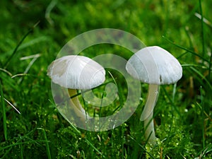 Two White Mushrooms in Moss and Grass