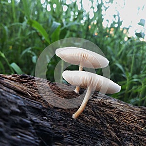 Two white mushrooms stuck to a weathered tree