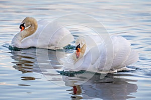 Two white mute swan Cygnus olor in lake Geneva, Lausanne, Switzerland.