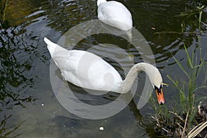 Two white mute swan swims in the lake