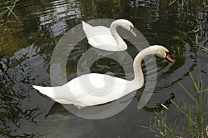 Two white mute swan swims in the lake water.