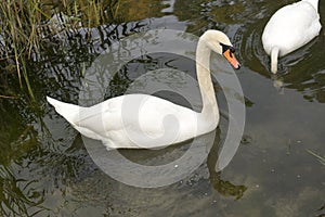 Two white mute swan swims in the lake water.