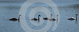 two white mute swans and three grey swan cygnets at the lake