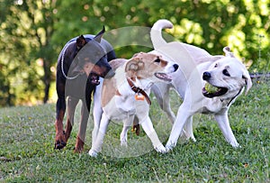 Two white and one black dog playing ball