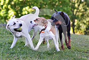 Two white and one black dog playing ball