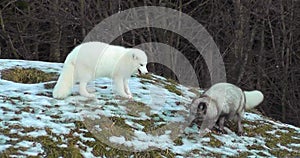 Two white and one gray artic fox cubs having fun on a snowy mound in winter