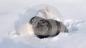 Two white and one gray rabbit walking on white snow.