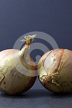 Two white onions on a dark background