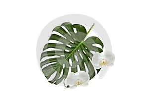 Two white orchids and a green leaf, natural monstera with water drops on a white background