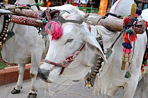 Two white oxen in yoke with Bullock cart riding in Indian tourist park