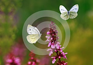 Two white painted butterflies fly over purple flowers in a summer sunny meadow